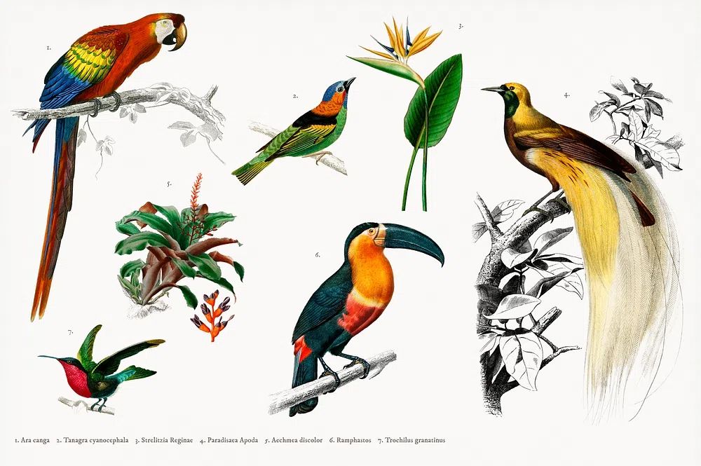 Tropical Birds and Flora — Vintage Print. poster — vintage art
