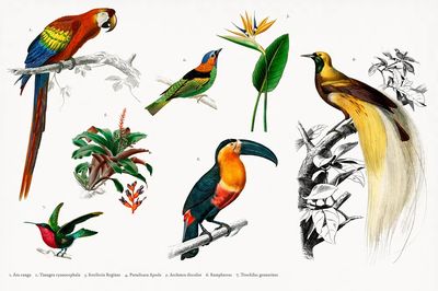 Tropical Birds and Flora — Vintage Print. poster