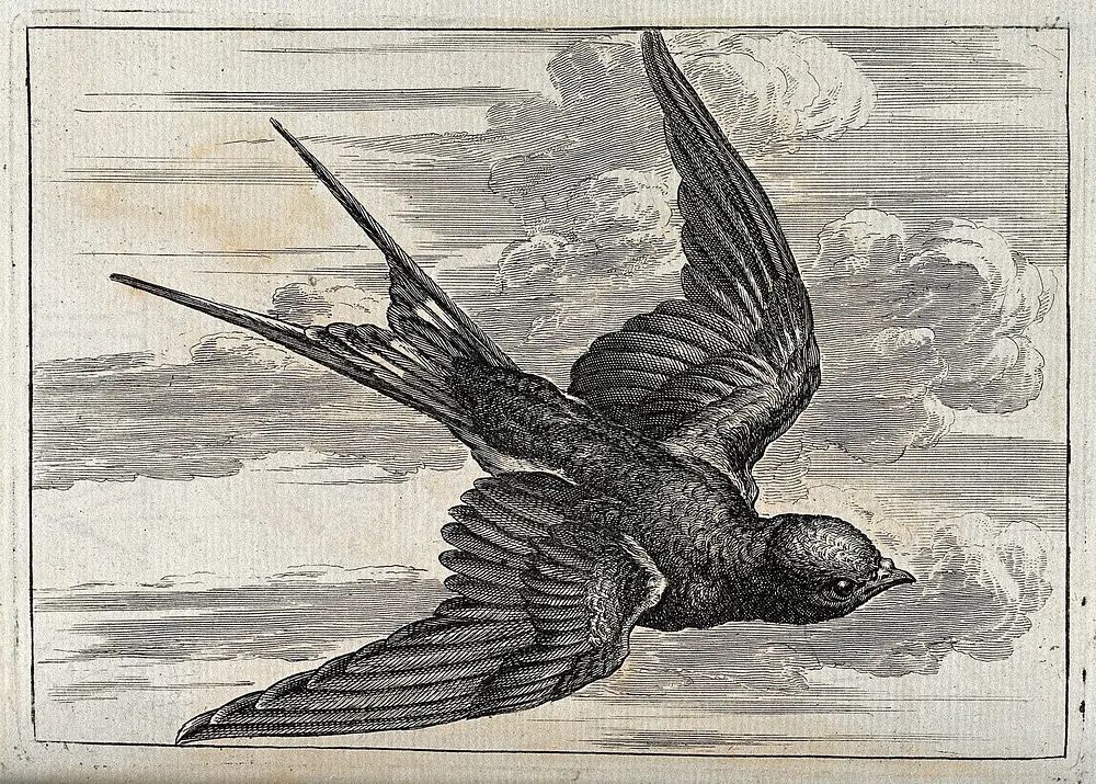 Flying Bird — Vintage Print. poster — vintage art