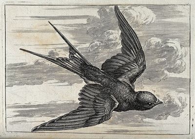 Flying Bird — Vintage Print. poster