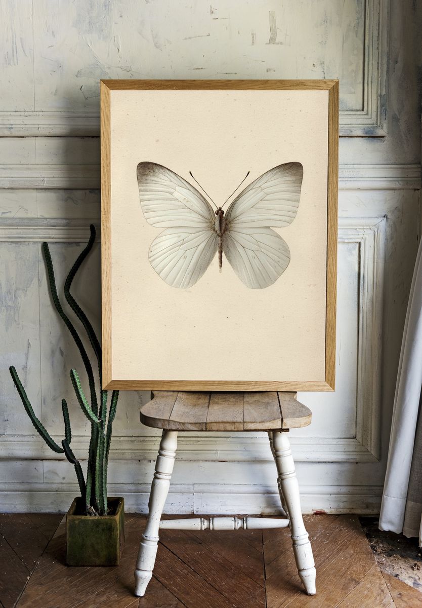 White Butterfly — Vintage Print. — room view 1