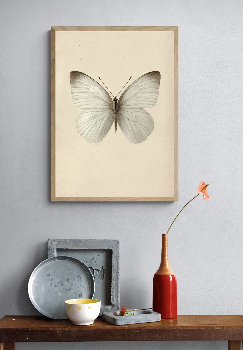 White Butterfly — Vintage Print. — room view 3