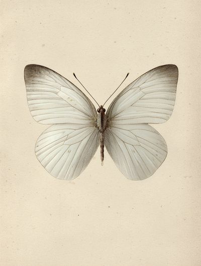 White Butterfly — Vintage Print