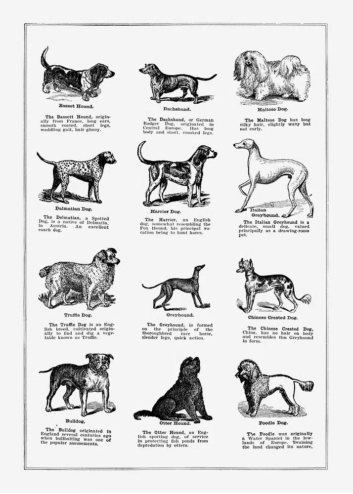 Dog breeds poster. poster detail