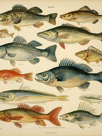 Vintage Fish Illustration Poster. poster