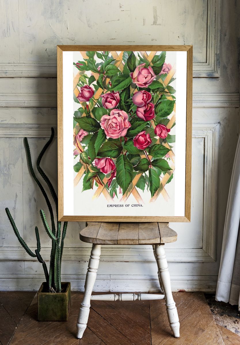 Empress of China Roses — Vintage Print. — room view 1