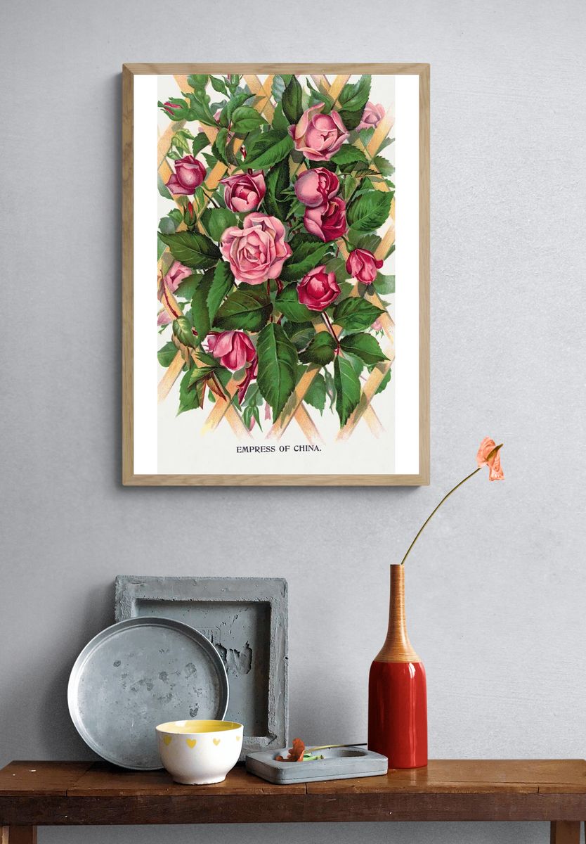 Empress of China Roses — Vintage Print. — room view 3