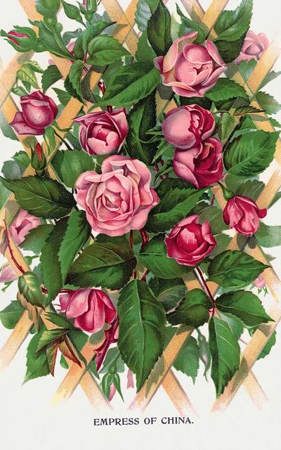 Empress of China Roses — Vintage Print