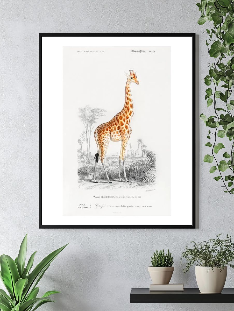 Vintage Giraffe Botanical Print. — room view 4