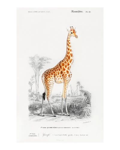 Vintage Giraffe Botanical Print. poster