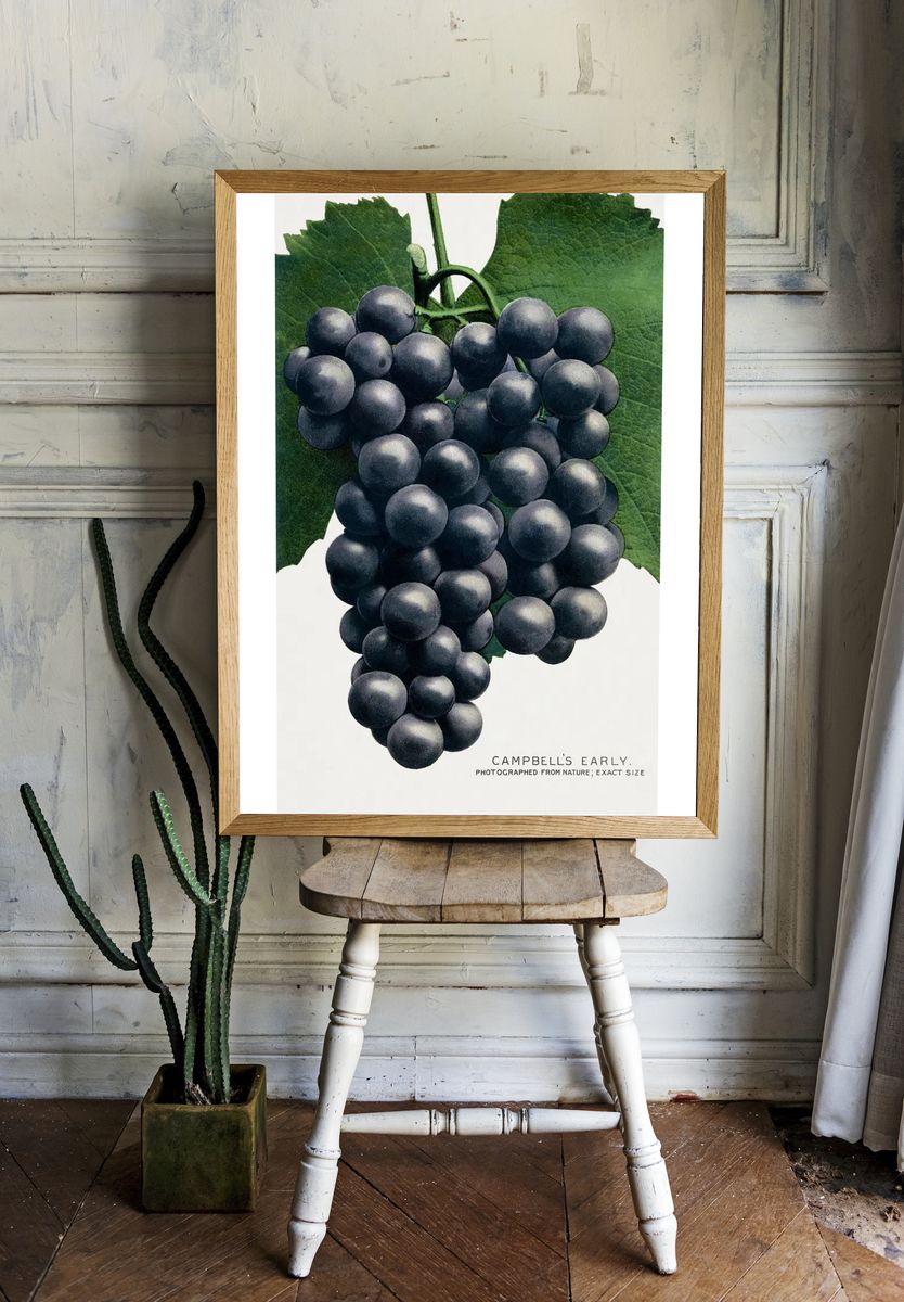 Campbell's Early Grapes — Vintage Print room preview