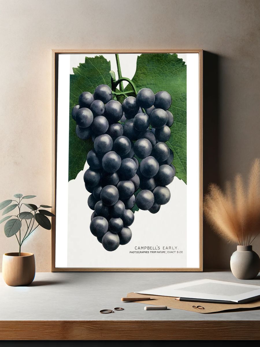 Campbell's Early Grapes — Vintage Print. — room view 2