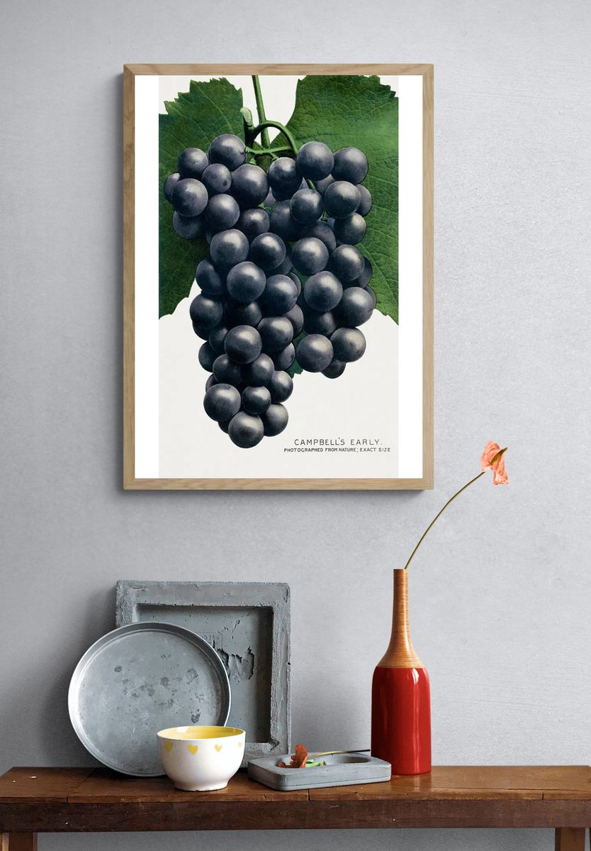Campbell's Early Grapes — Vintage Print. — room view 3