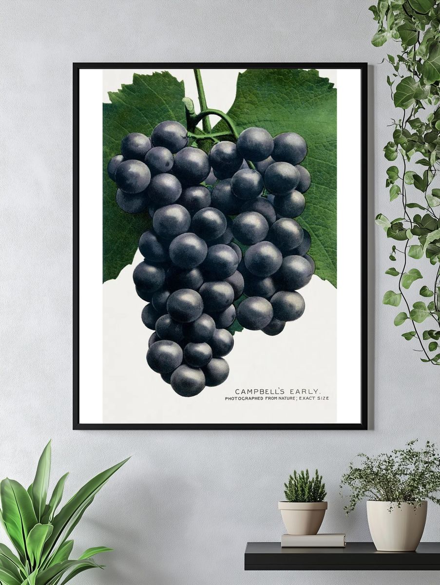 Campbell's Early Grapes — Vintage Print. — room view 4