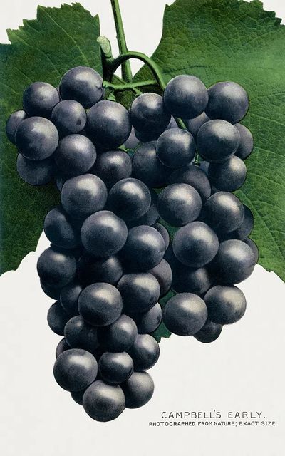 Campbell's Early Grapes — Vintage Print. poster