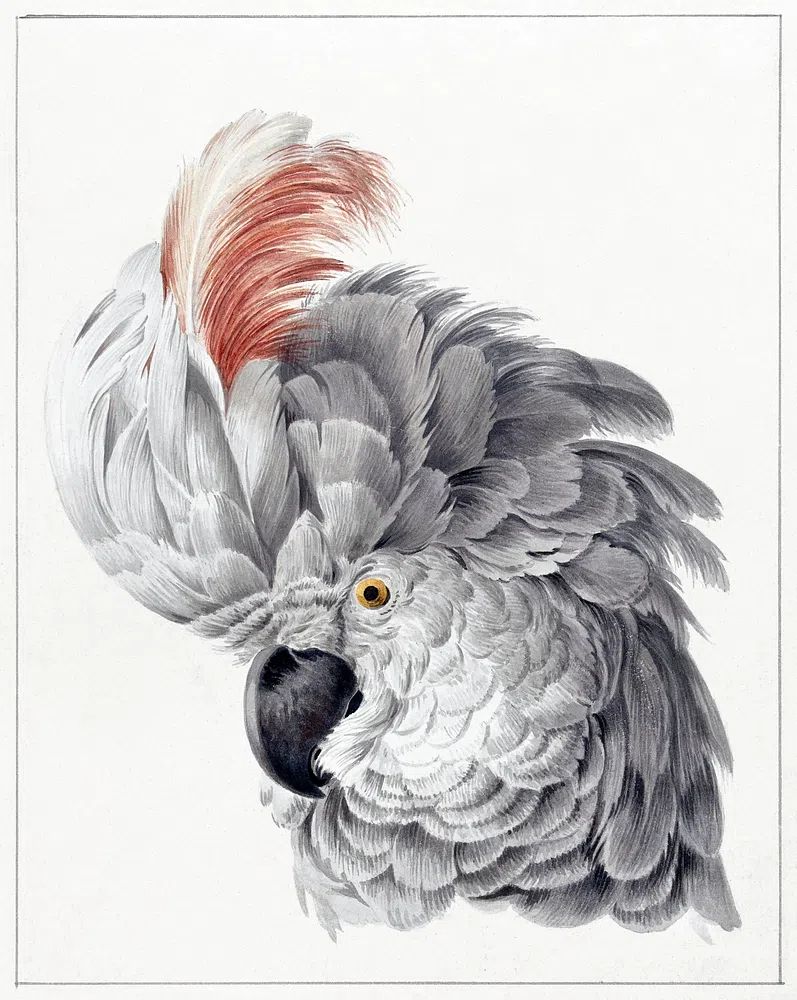 Elegant Grey Parrot — Vintage Print. poster — vintage art