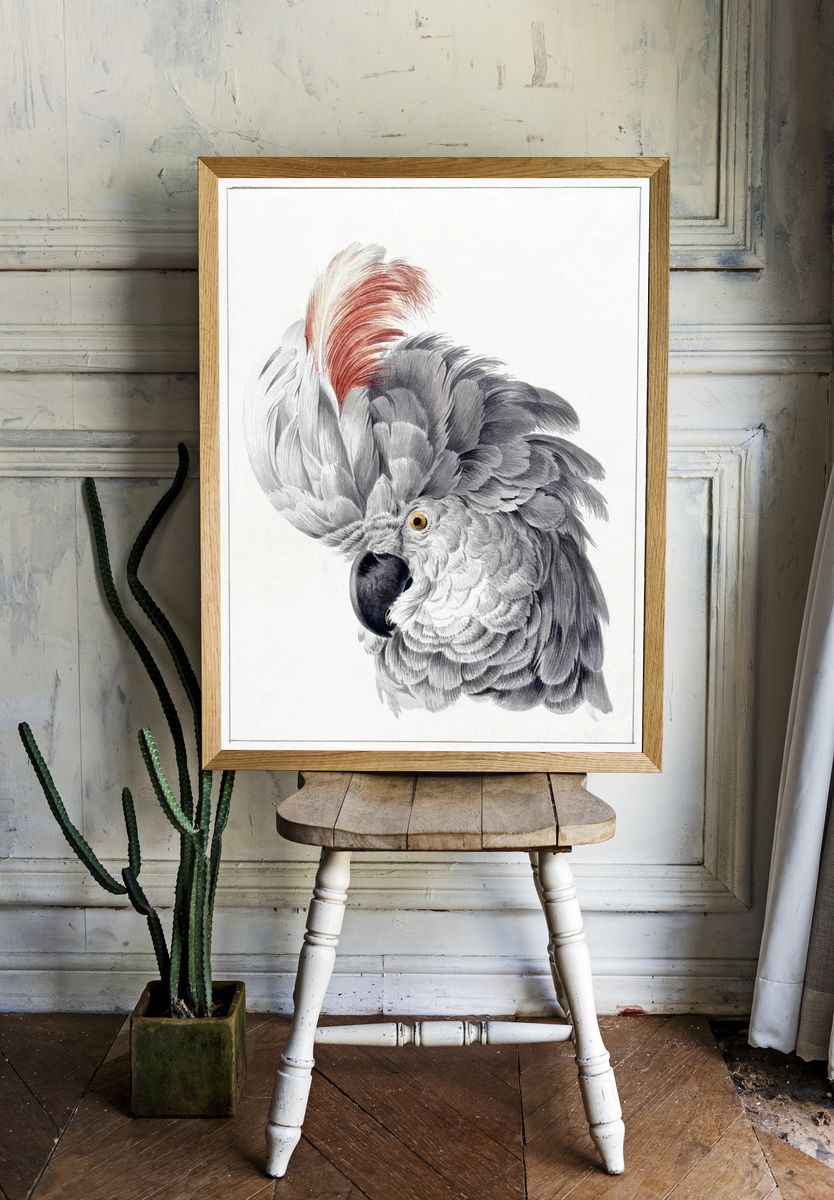 Elegant Grey Parrot — Vintage Print. — room view 1