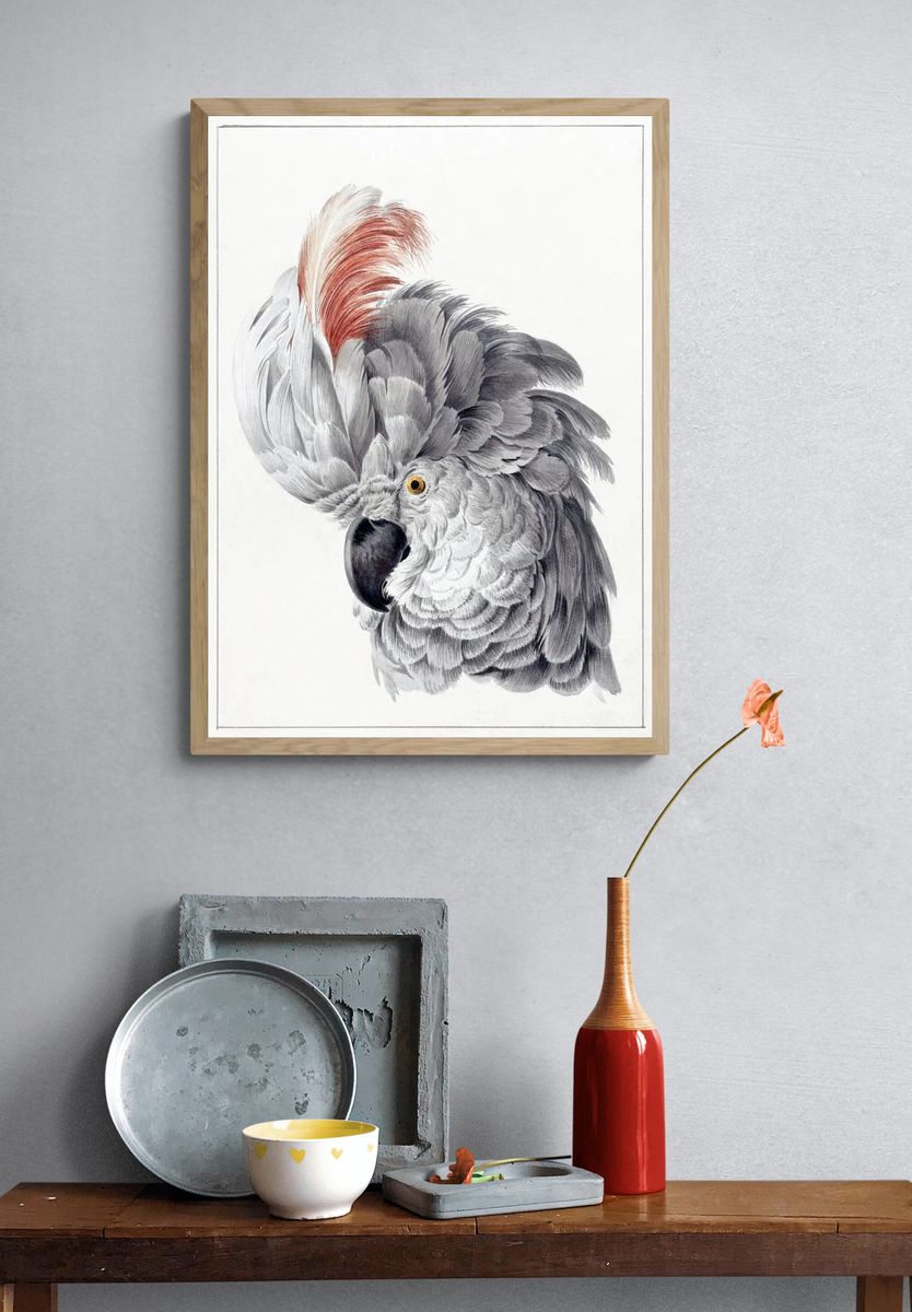 Elegant Grey Parrot — Vintage Print. — room view 3
