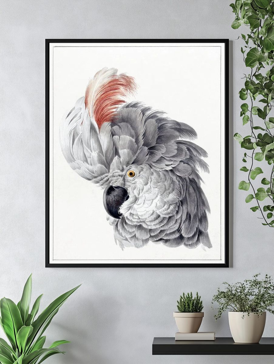 Elegant Grey Parrot — Vintage Print. — room view 4
