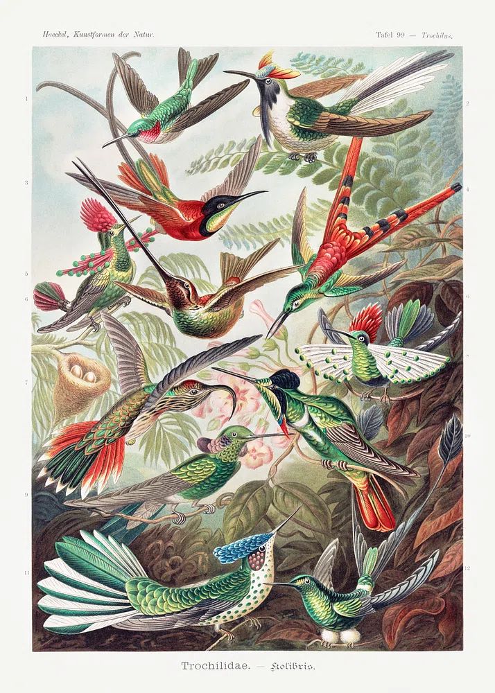 Colorful Hummingbirds — Vintage Print. poster detail