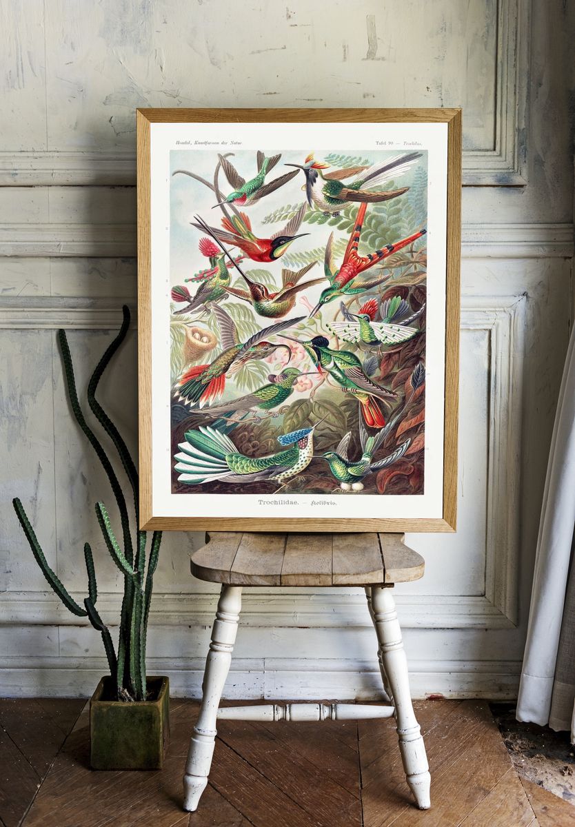 Colorful Hummingbirds — Vintage Print room preview