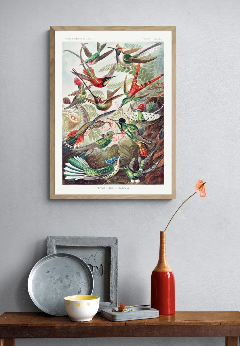 Colorful Hummingbirds — Vintage Print. — room view 3