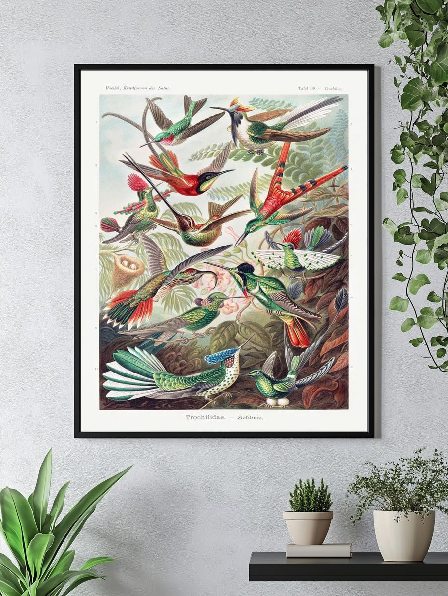 Colorful Hummingbirds — Vintage Print. — room view 4