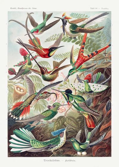 Colorful Hummingbirds — Vintage Print