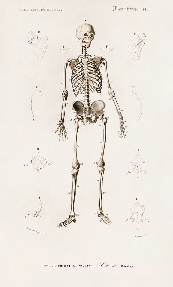 Human skeleton illustrated Charles Dessalines. poster — vintage art