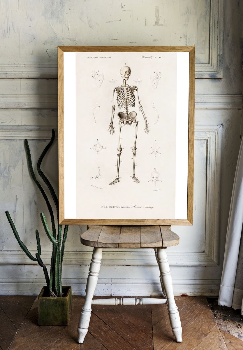 Human skeleton illustrated Charles Dessalines room preview