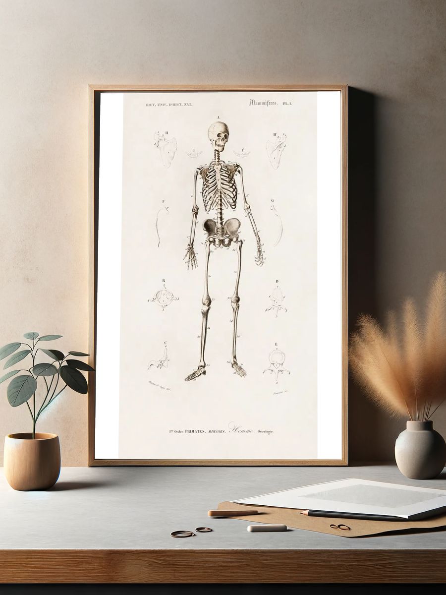 Human skeleton illustrated Charles Dessalines. — room view 2