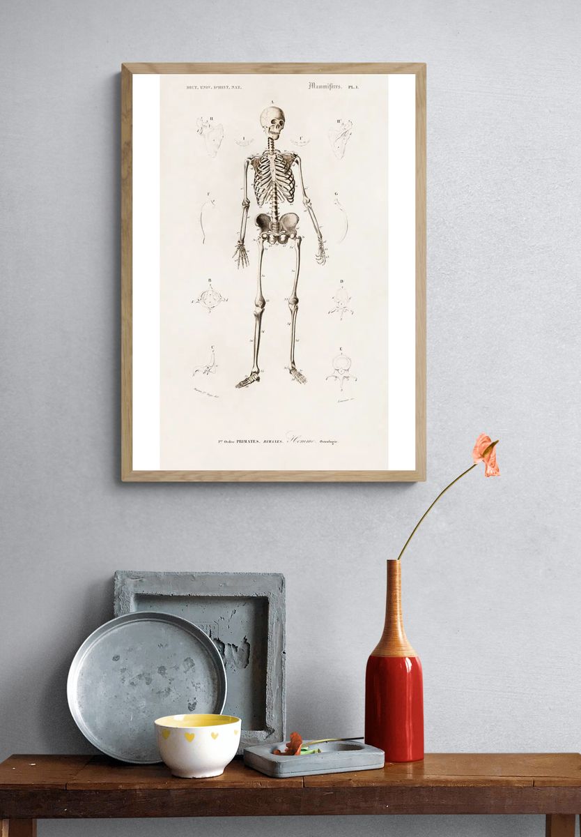 Human skeleton illustrated Charles Dessalines. — room view 3