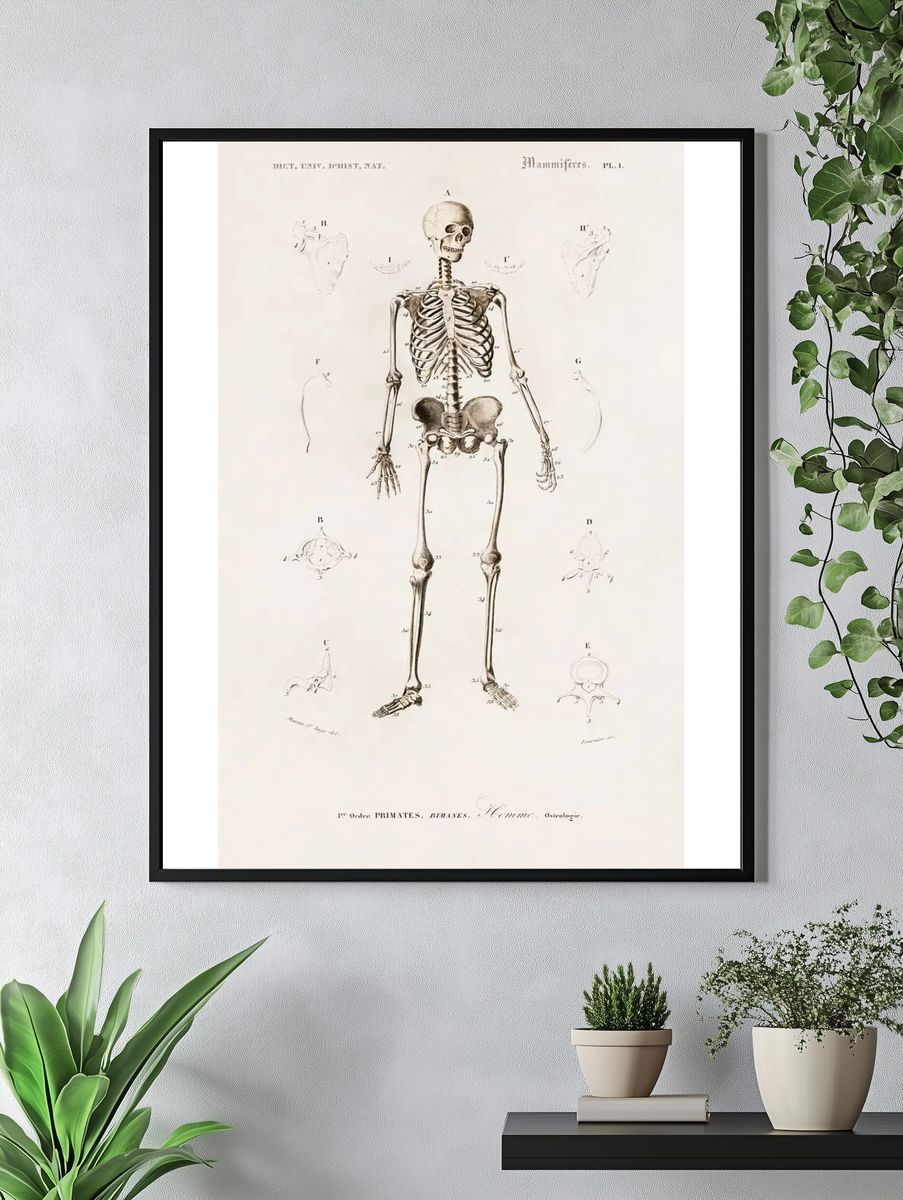 Human skeleton illustrated Charles Dessalines. — room view 4