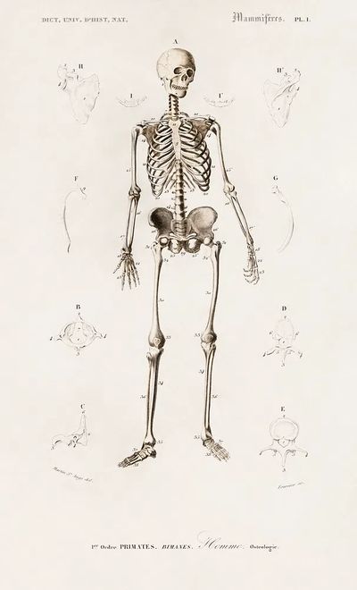 Human skeleton illustrated Charles Dessalines