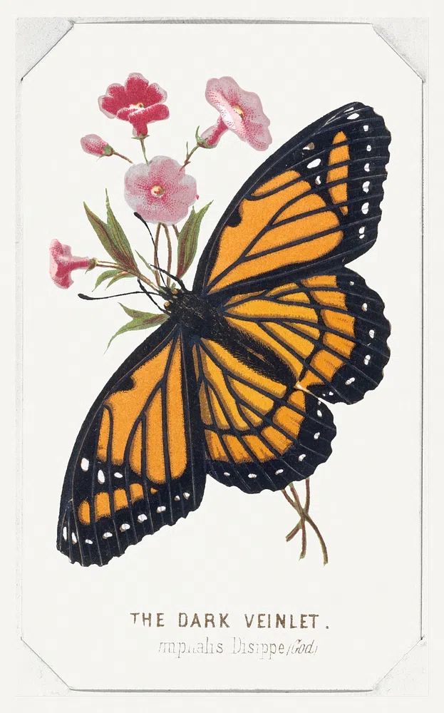 Dark Veinlet Butterflies Moths America. poster detail