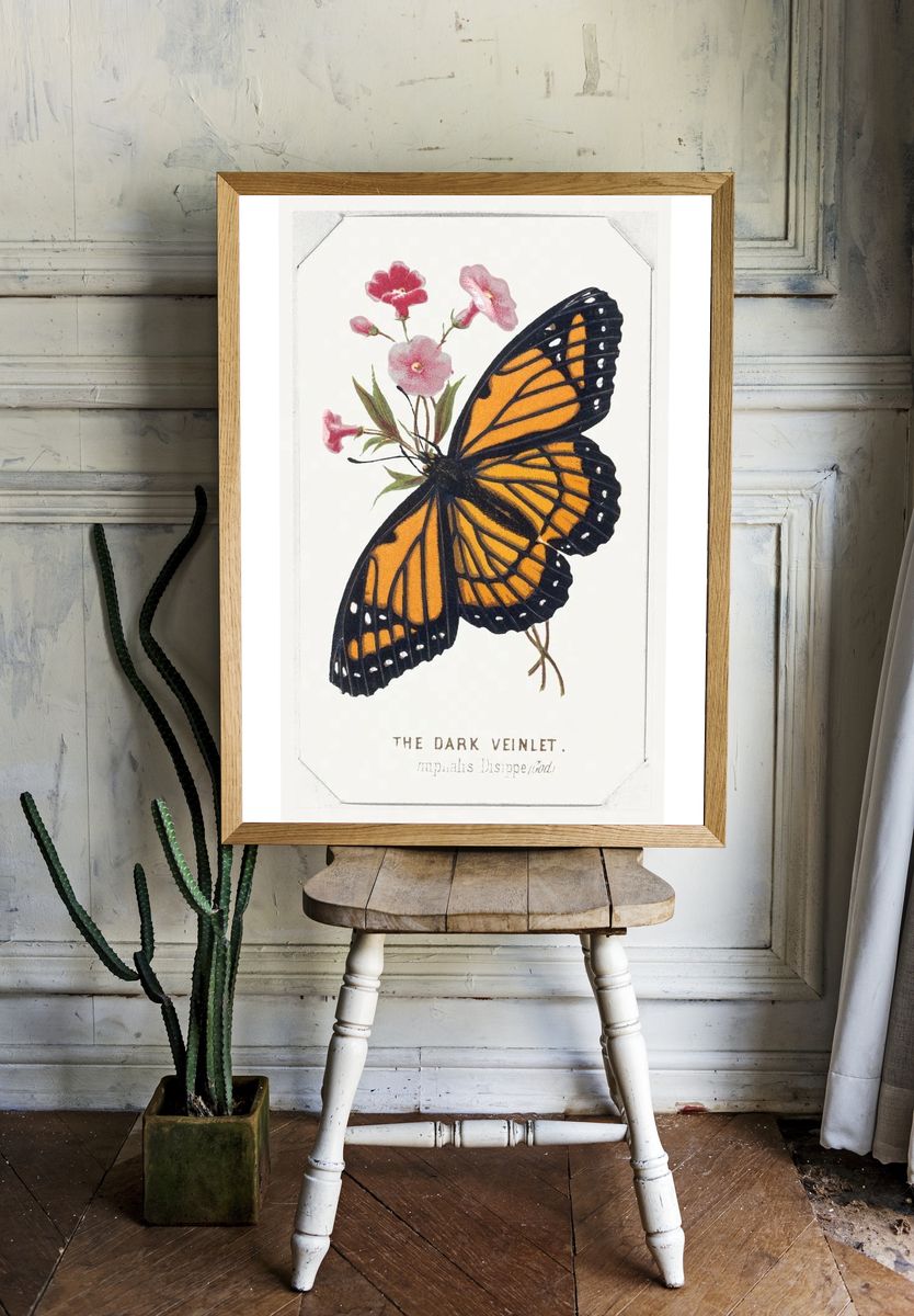 Dark Veinlet Butterflies Moths America. — room view 1