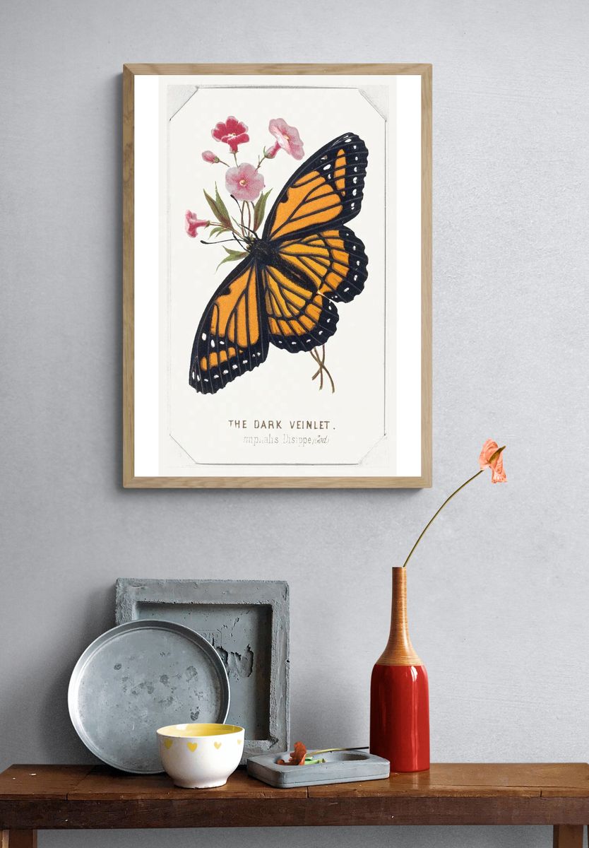 Dark Veinlet Butterflies Moths America. — room view 3