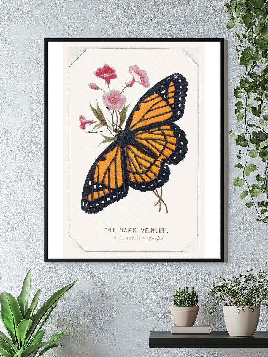 Dark Veinlet Butterflies Moths America. — room view 4