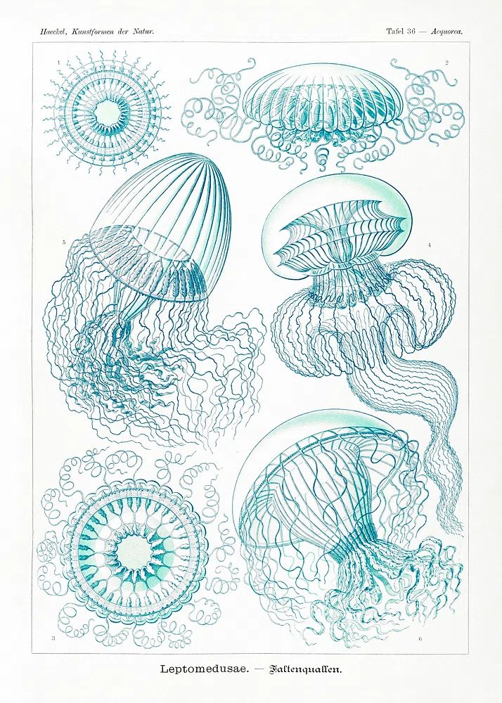 Leptomedusae–Faltenquallen Kunstformen der Natur (1904). poster — vintage art