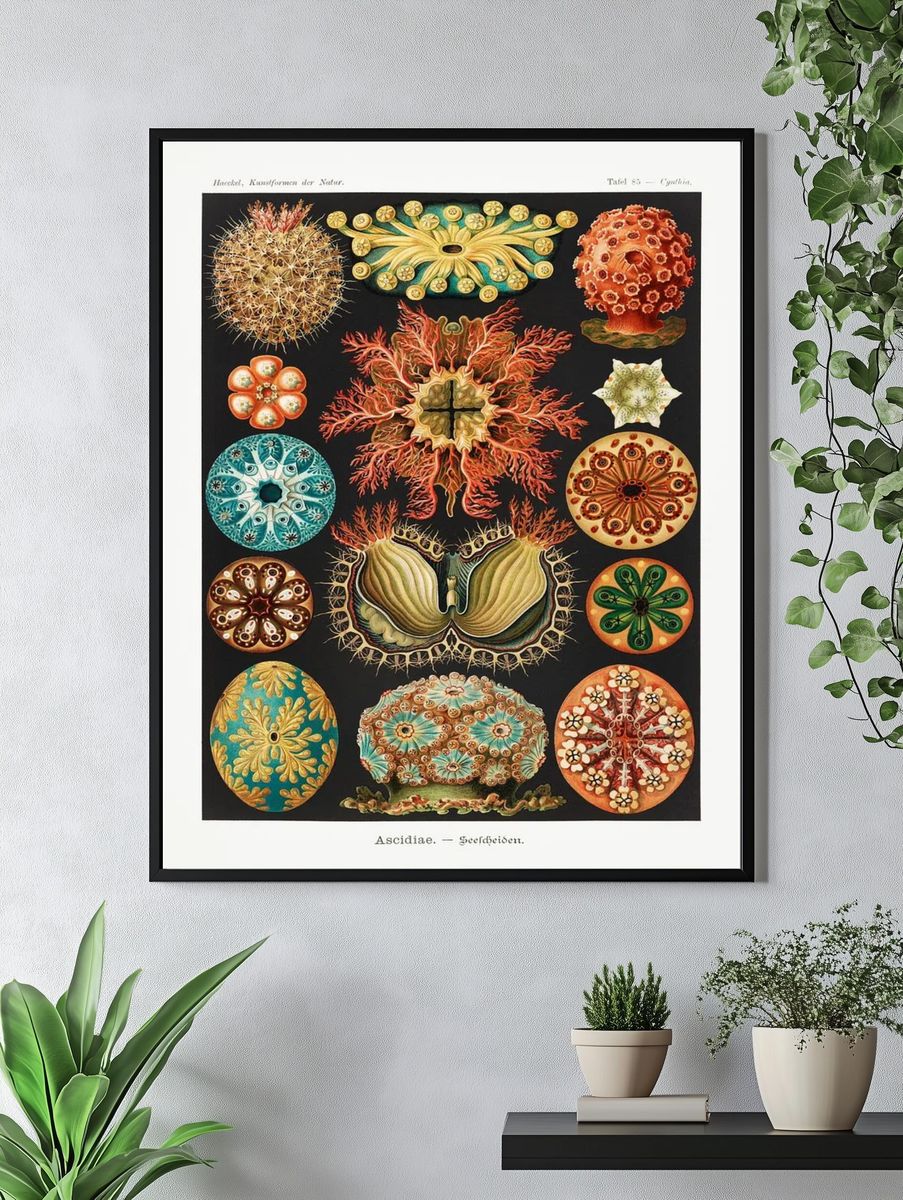 Ascidiae–Seescheiden Kunstformen der Natur (1904). — room view 4