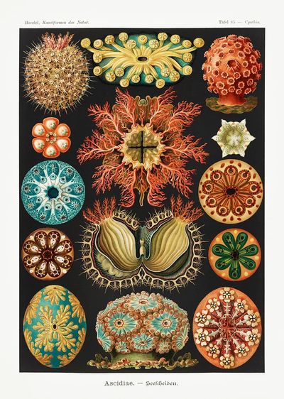 Ascidiae–Seescheiden Kunstformen der Natur (1904). poster