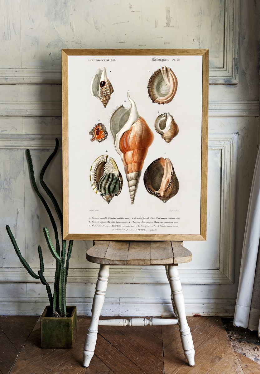 Different types mollusks illustrated Charles. room preview