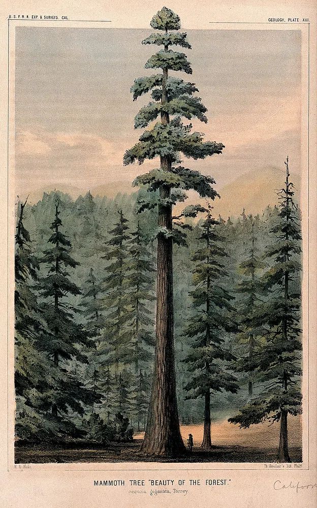 Wellingtonia or mammoth tree (Sequoiadendron giganteum (Lindley) Bucholz) towering above. poster — vintage art