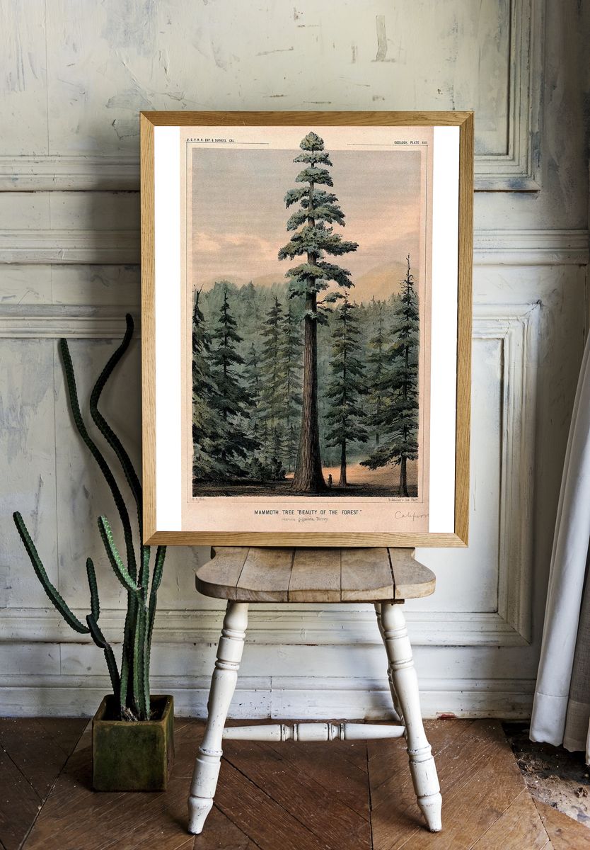 Wellingtonia mammoth tree (Sequoiadendron giganteum. room preview