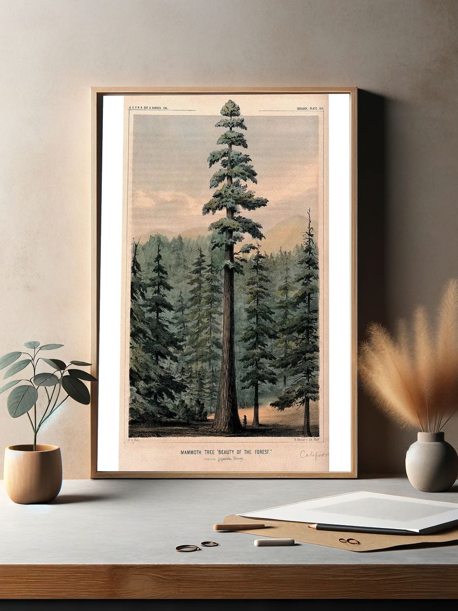 Wellingtonia or mammoth tree (Sequoiadendron giganteum (Lindley) Bucholz) towering above. — room view 2