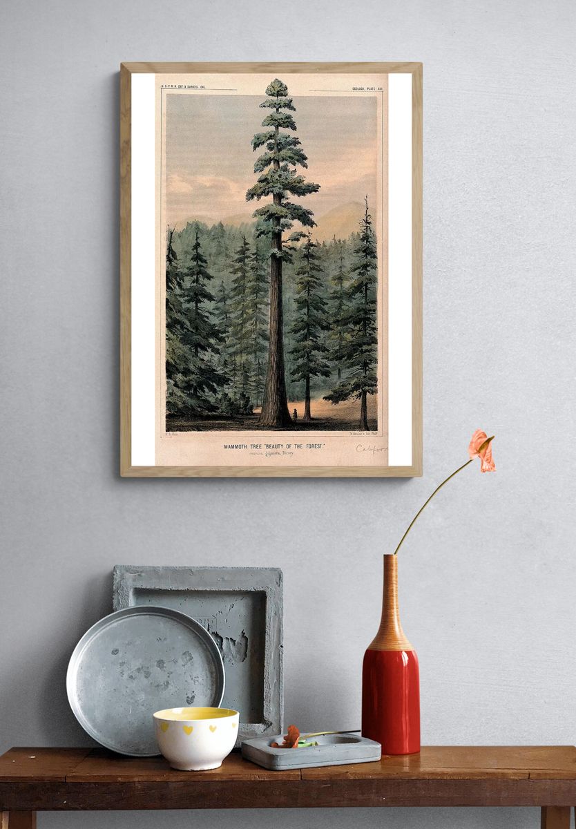 Wellingtonia or mammoth tree (Sequoiadendron giganteum (Lindley) Bucholz) towering above. — room view 3