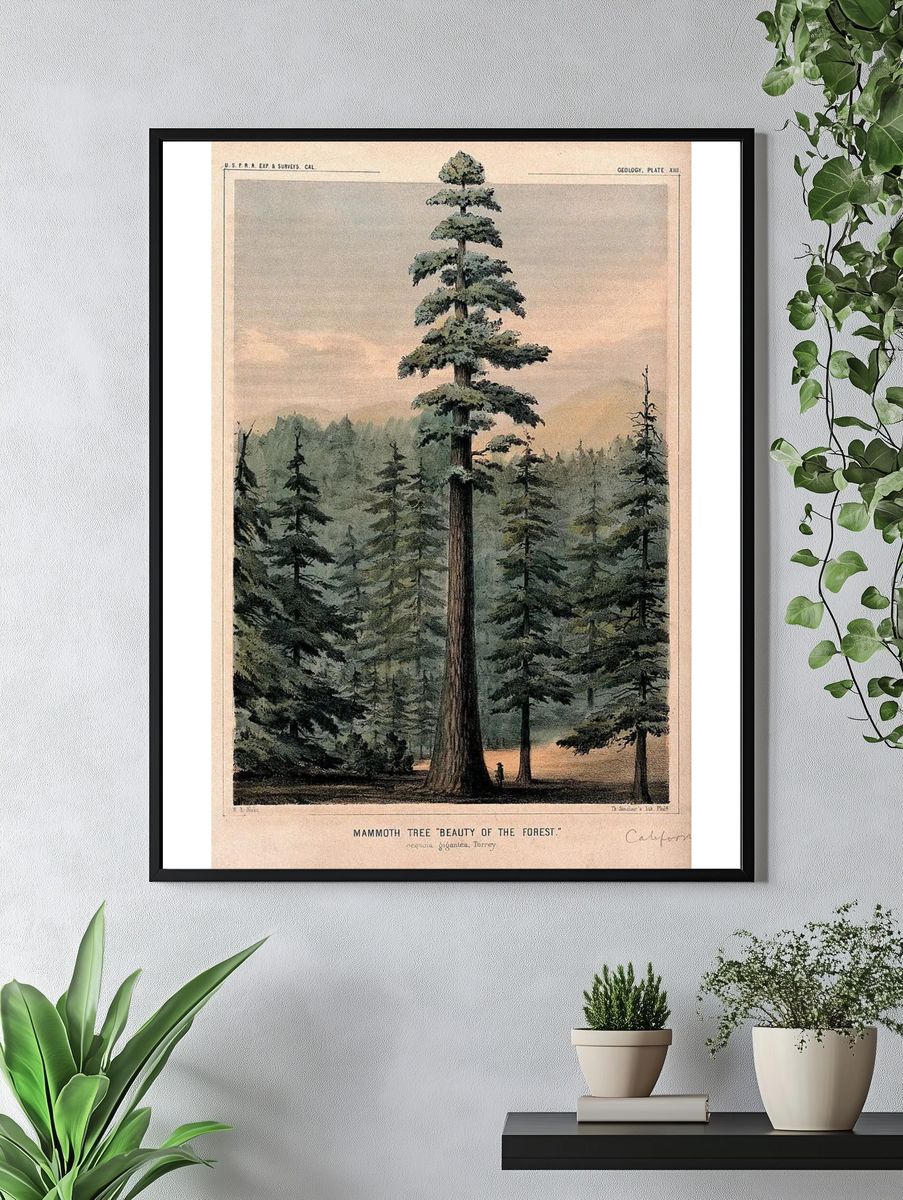 Wellingtonia or mammoth tree (Sequoiadendron giganteum (Lindley) Bucholz) towering above. — room view 4