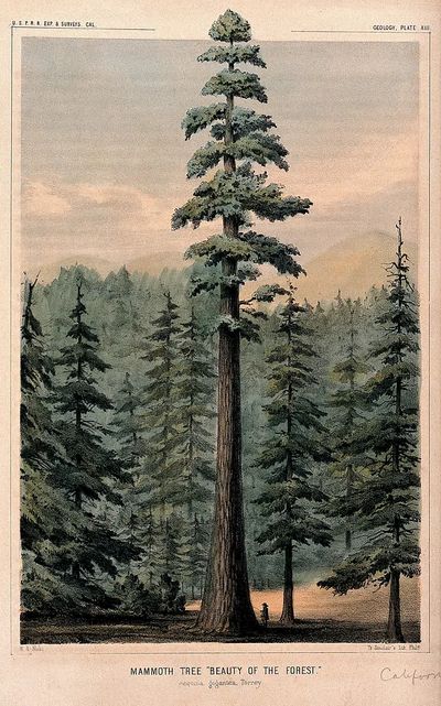 Wellingtonia mammoth tree (Sequoiadendron giganteum.