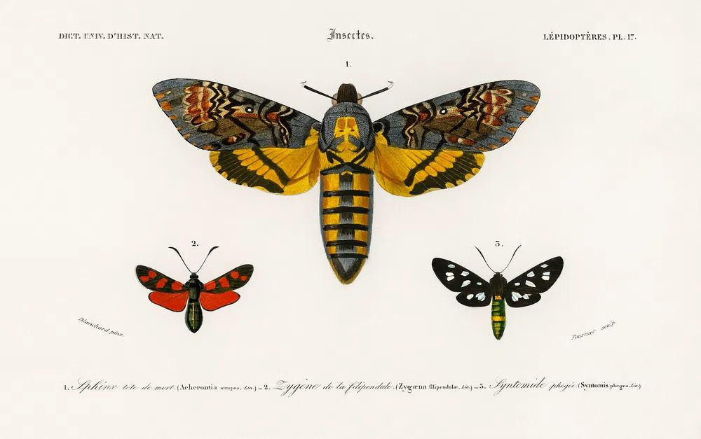 Collection moths illustrated Charles Dessalines. poster — vintage art