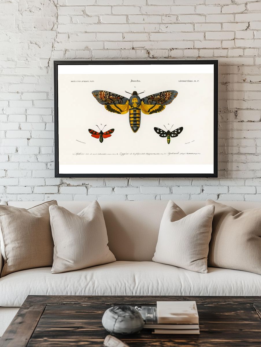 Collection moths illustrated Charles Dessalines. room preview